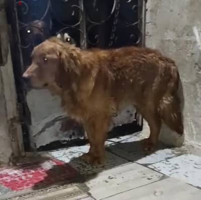دكر جولدن رتريفير