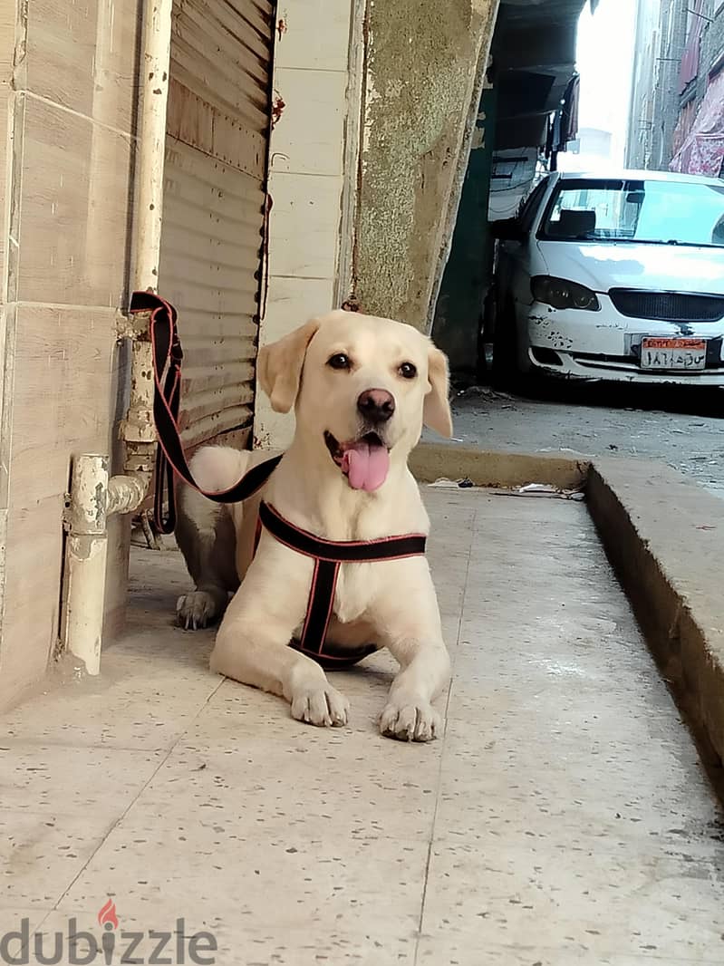 كلب لابرادور 2