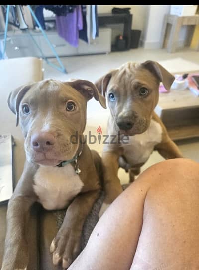 Male & Female same litter seeking new forever home