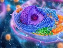 Biology lessons SAT,ACT,EST,IGCSE. . . in Cairo/on line