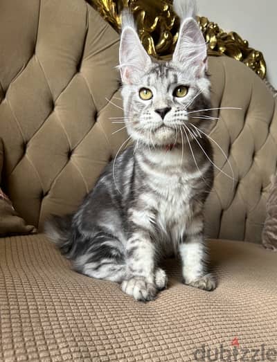 Mâle Maine coon black silver