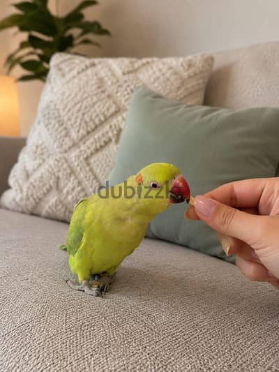 بغباء دره اليف للبيع