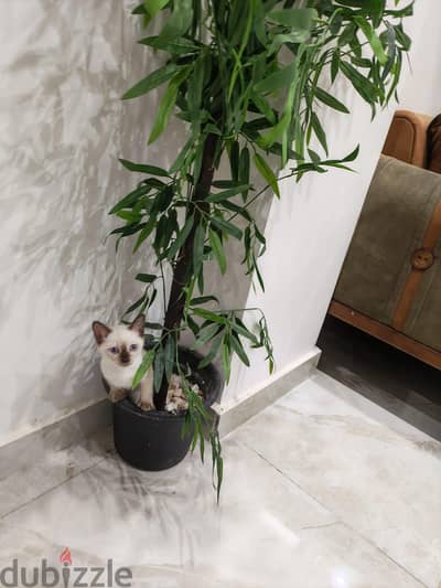 siamese cat