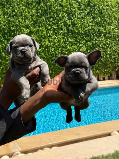 Super french bulldog puppies- home raised