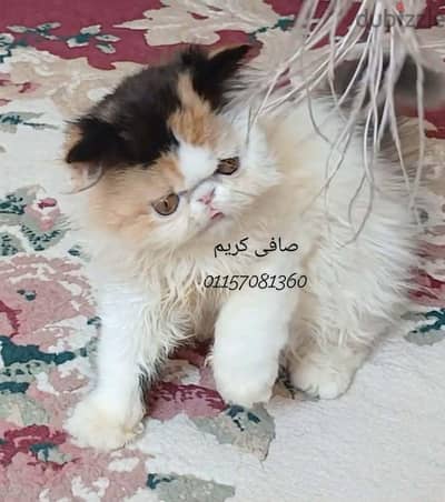 بنت  كاليكو فان زورار توب التوب