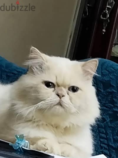 قط هيمالايا اورنج