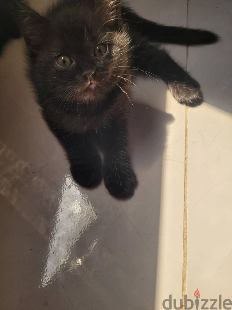 Rare scottish straight female kittens 3