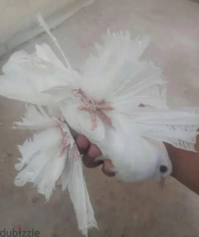 زغلولين بيض شقلباظ