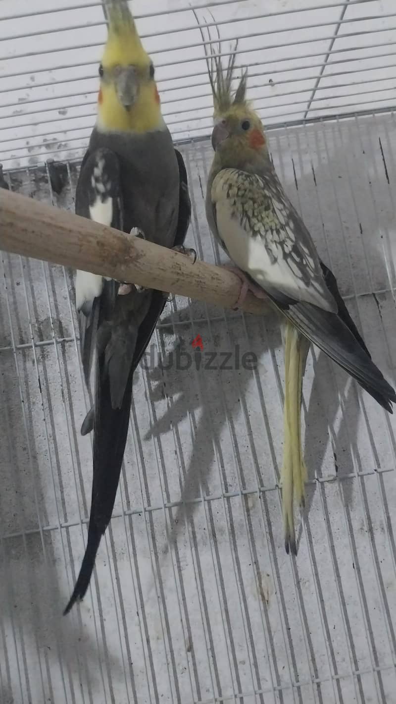 طائر الكروان 2