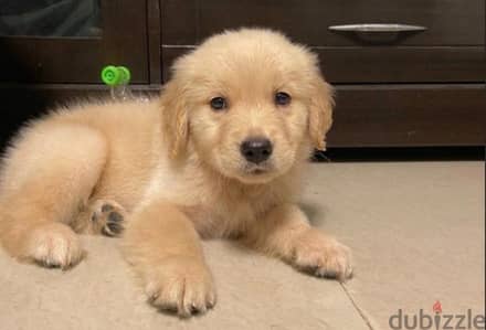 Golden retriever puppy