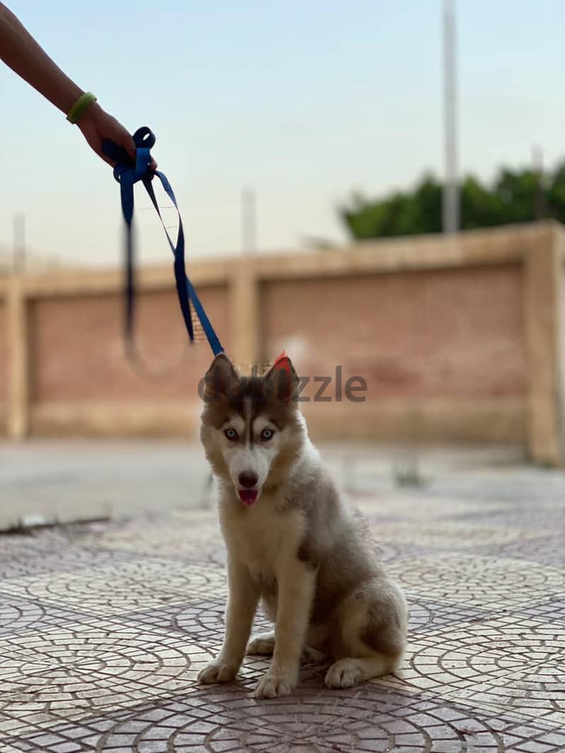 كلاب للبيع 4