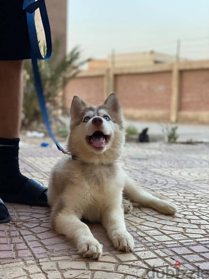كلاب للبيع 7