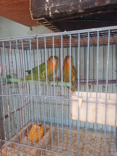 عصافير الزينه