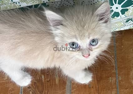 Kindness cat