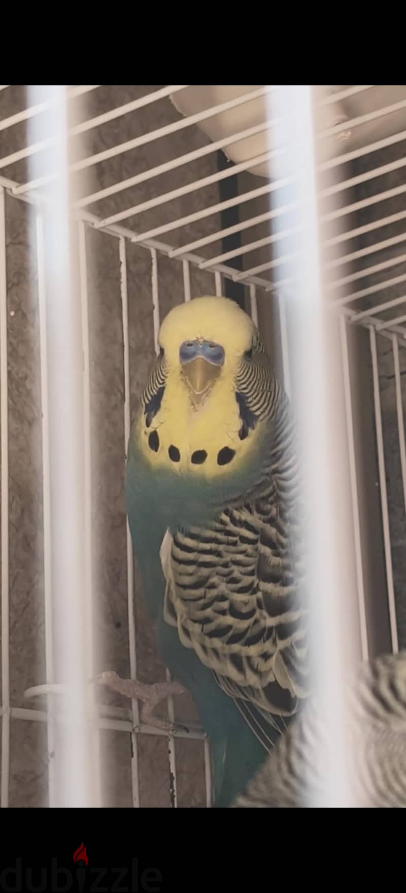 انصاص 2