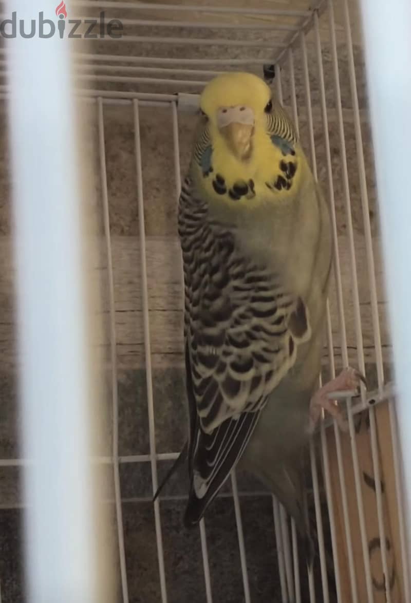 انصاص 3