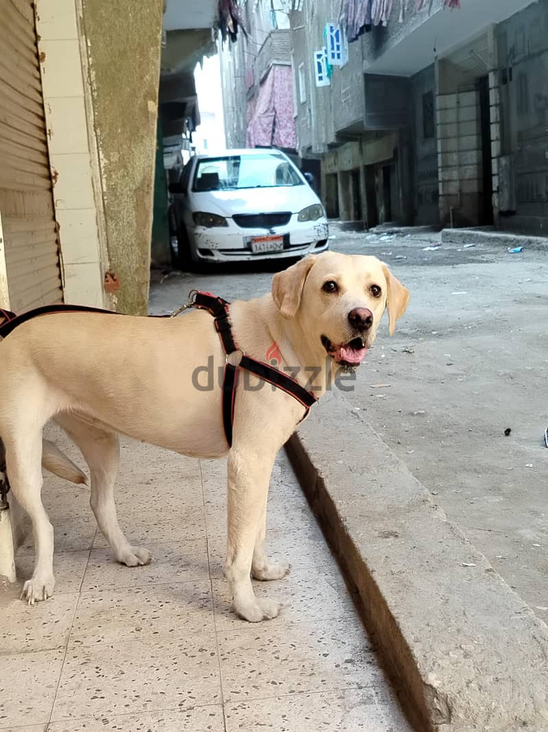 كلب لابرادور 4