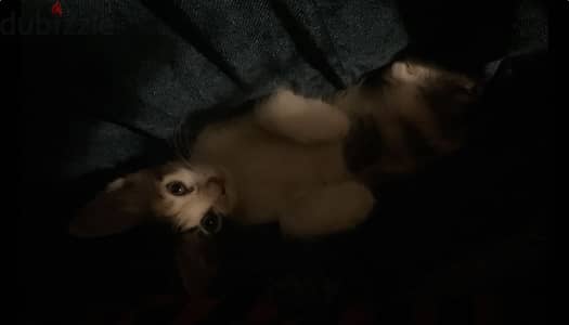 Cat for adoption
