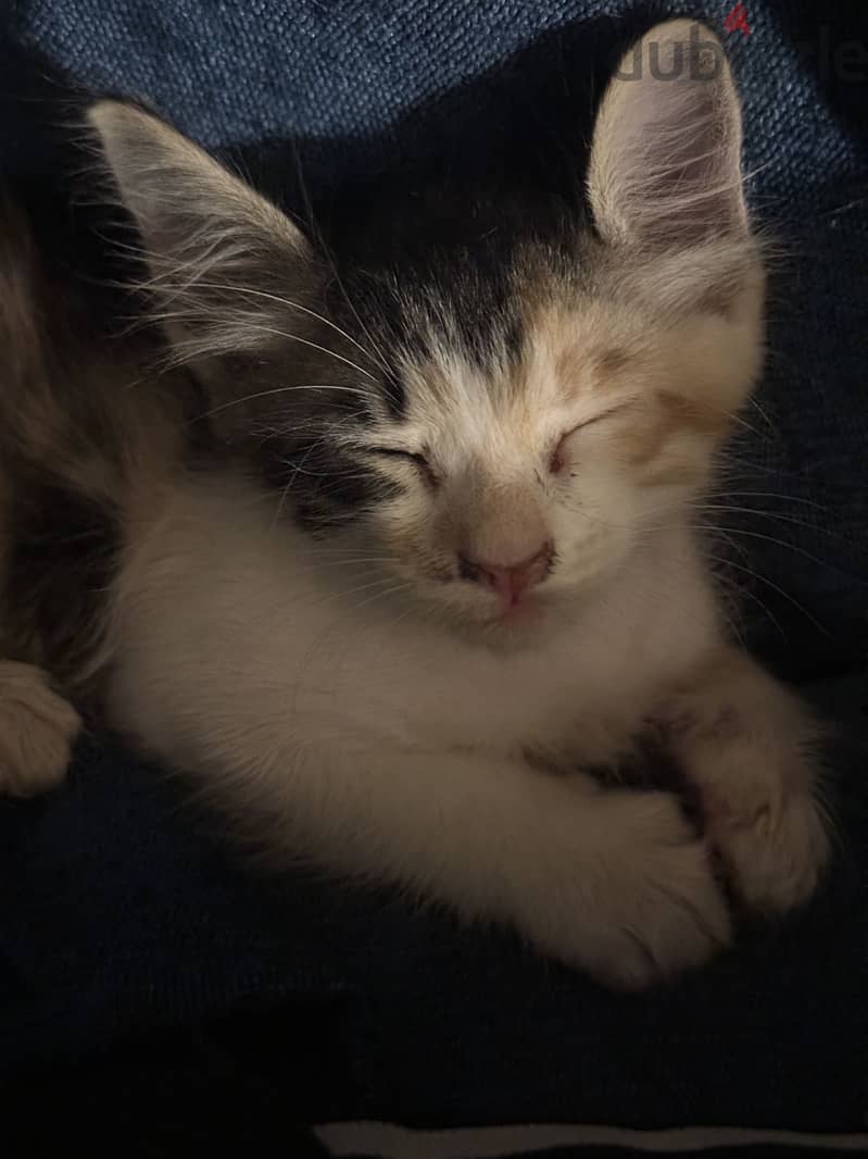 Cat for adoption 1