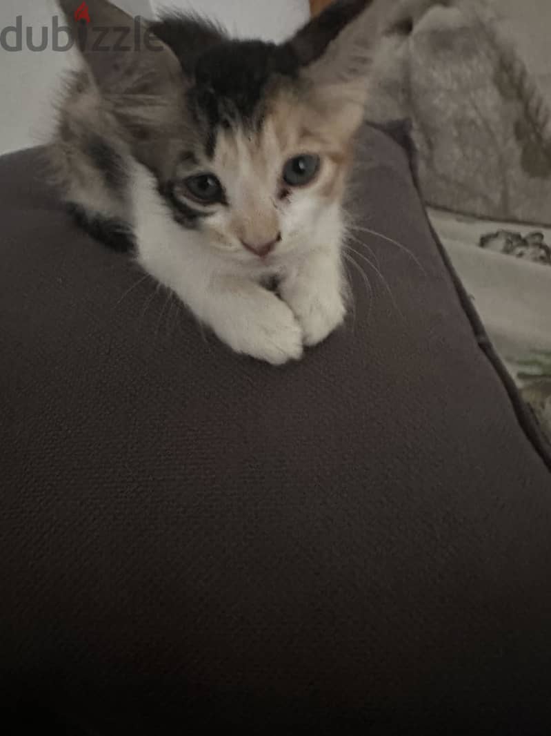 Cat for adoption 2