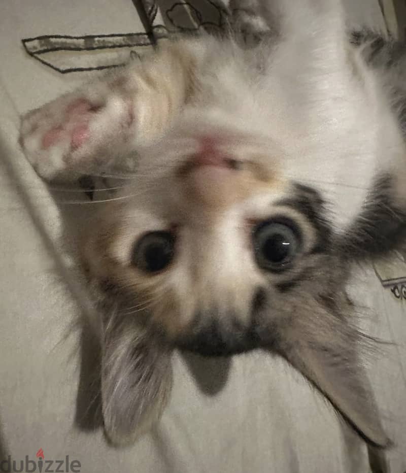 Cat for adoption 3