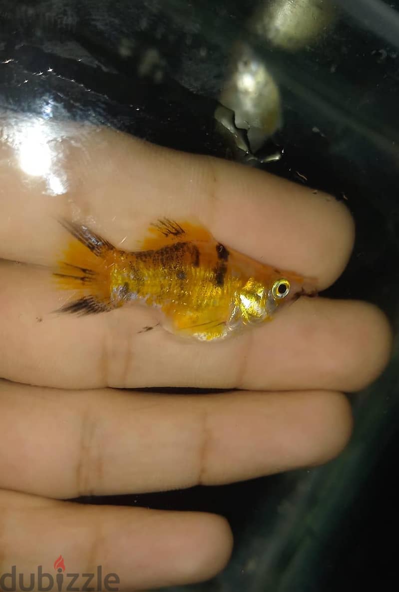 سمك زينه 1