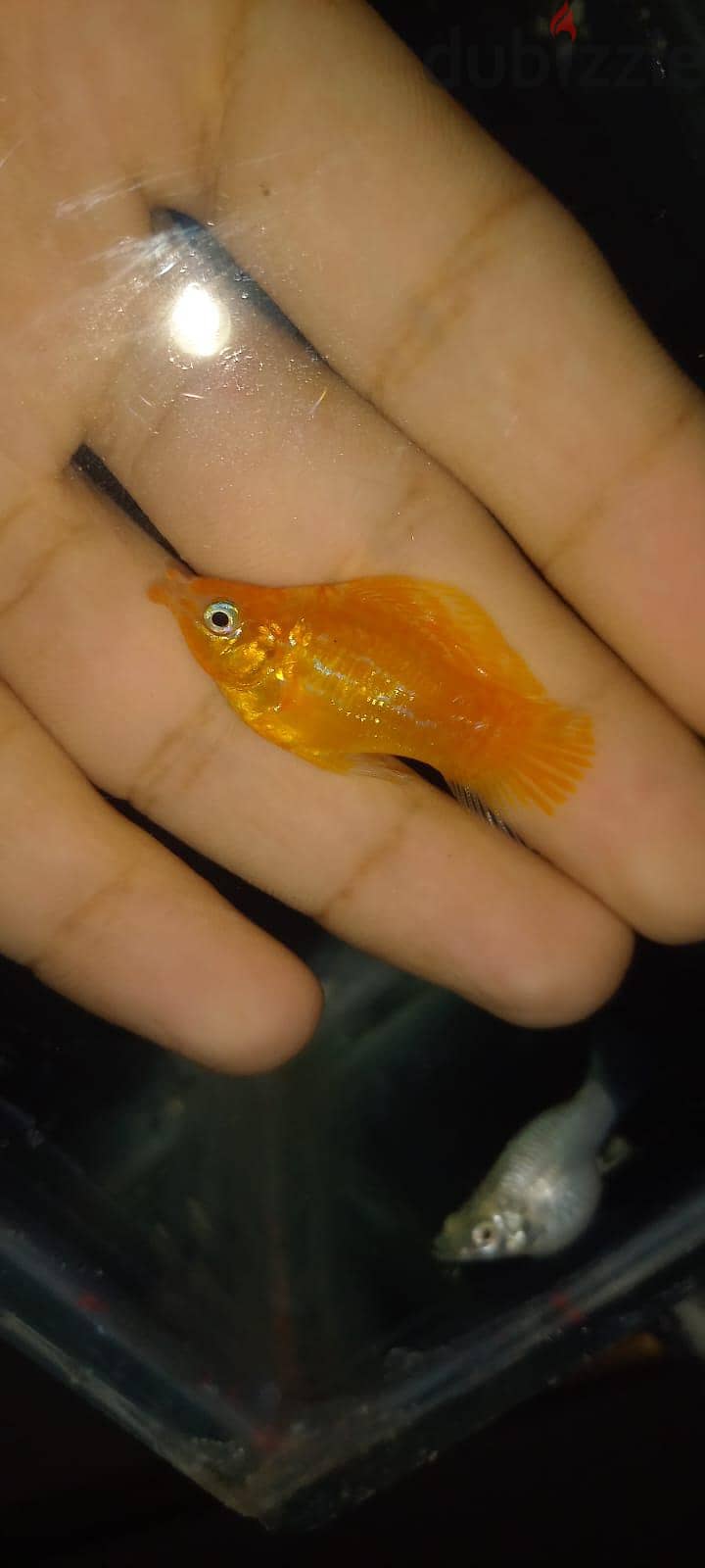 سمك زينه 2