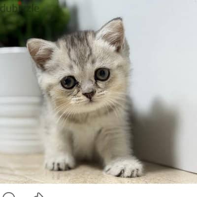 British Shorthair Silver Shaded