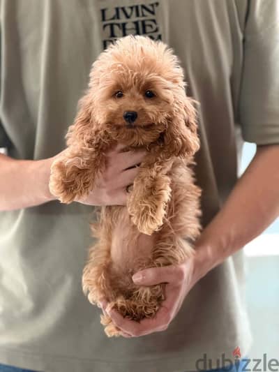 cockapoo puppy كوكابوو