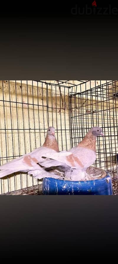 محتاج نتيتين شقلباظ