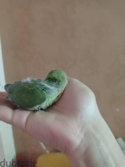 محتاج فرخ روز بيتأكل يدوي متعود ع المعلقه او السرنجه جرين