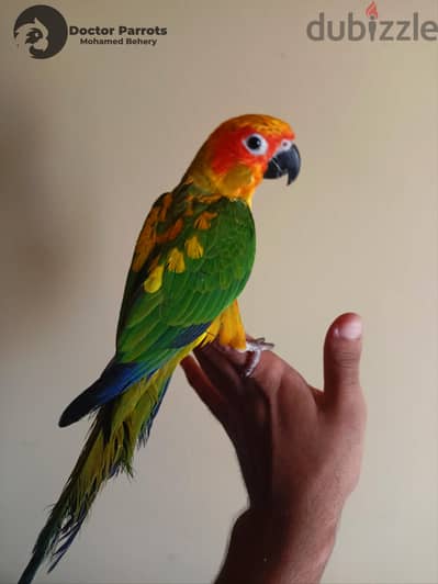 Sun conure parrot Red factor