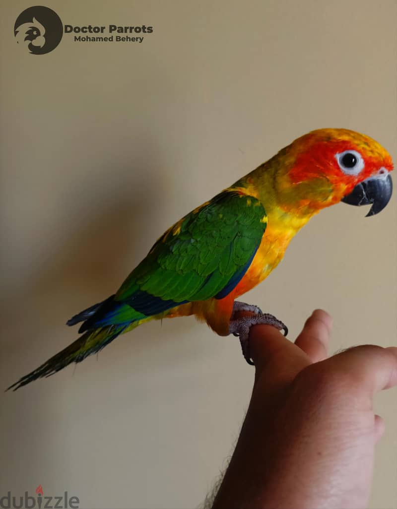 Sun conure parrot Red factor 1