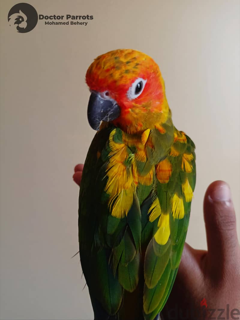 Sun conure parrot Red factor 2