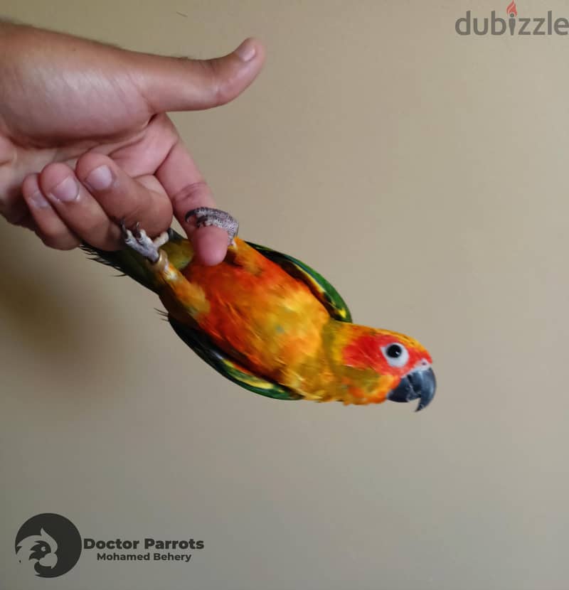 Sun conure parrot Red factor 3