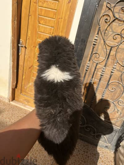 جراوي هاسكي بيور