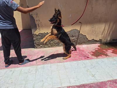 جرواية جيرمن من احسن تقليب فى مصر للبيع او البدل ب ايفون