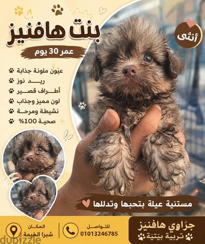 بنوته هافنيز ريد نوز