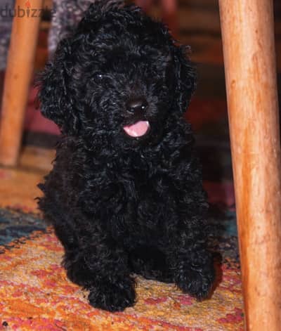 فرصة لدواعي السفر: جراوي توي بودل (Toy Poodle) أصول مستوردة