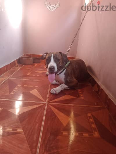 Pit Bull