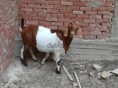 معزة بور  جدي بور