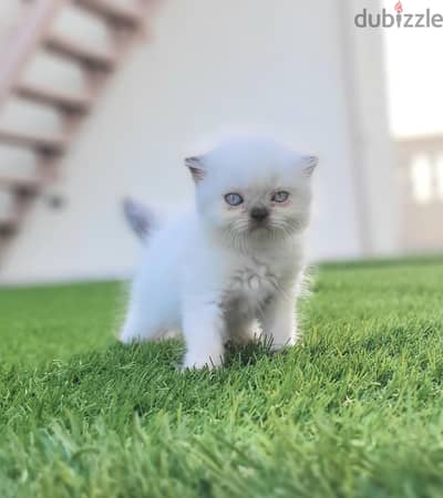 Scottish fold girl