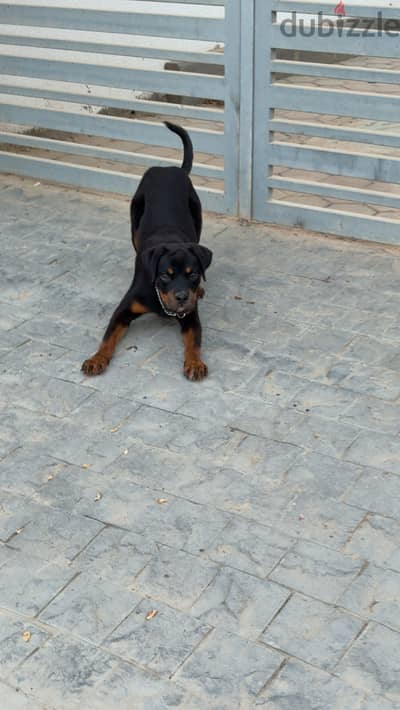 Rottweiler dog 6 month with certified pedigree
