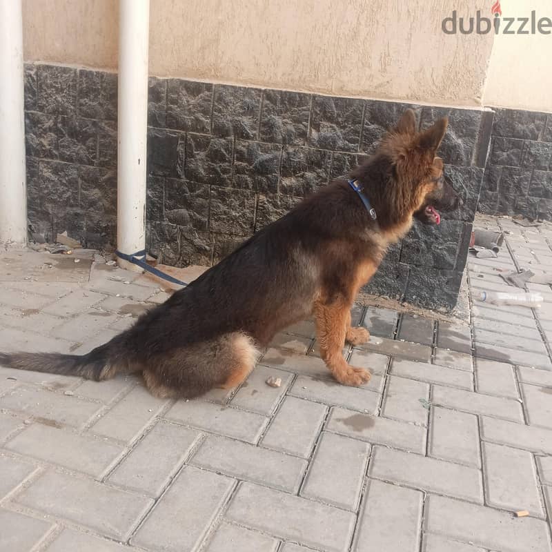 بنوته للبيع 3