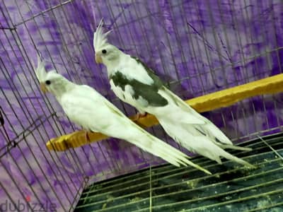 حته كلير بايد حته فوتيه