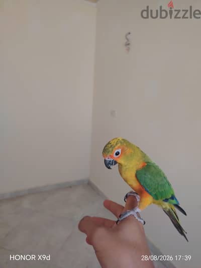 صن كونير مدرب و اليف