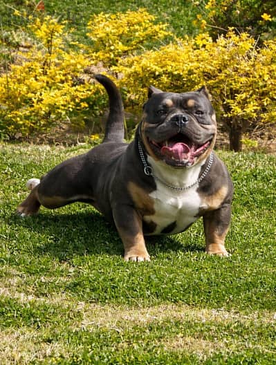 Available top quality male