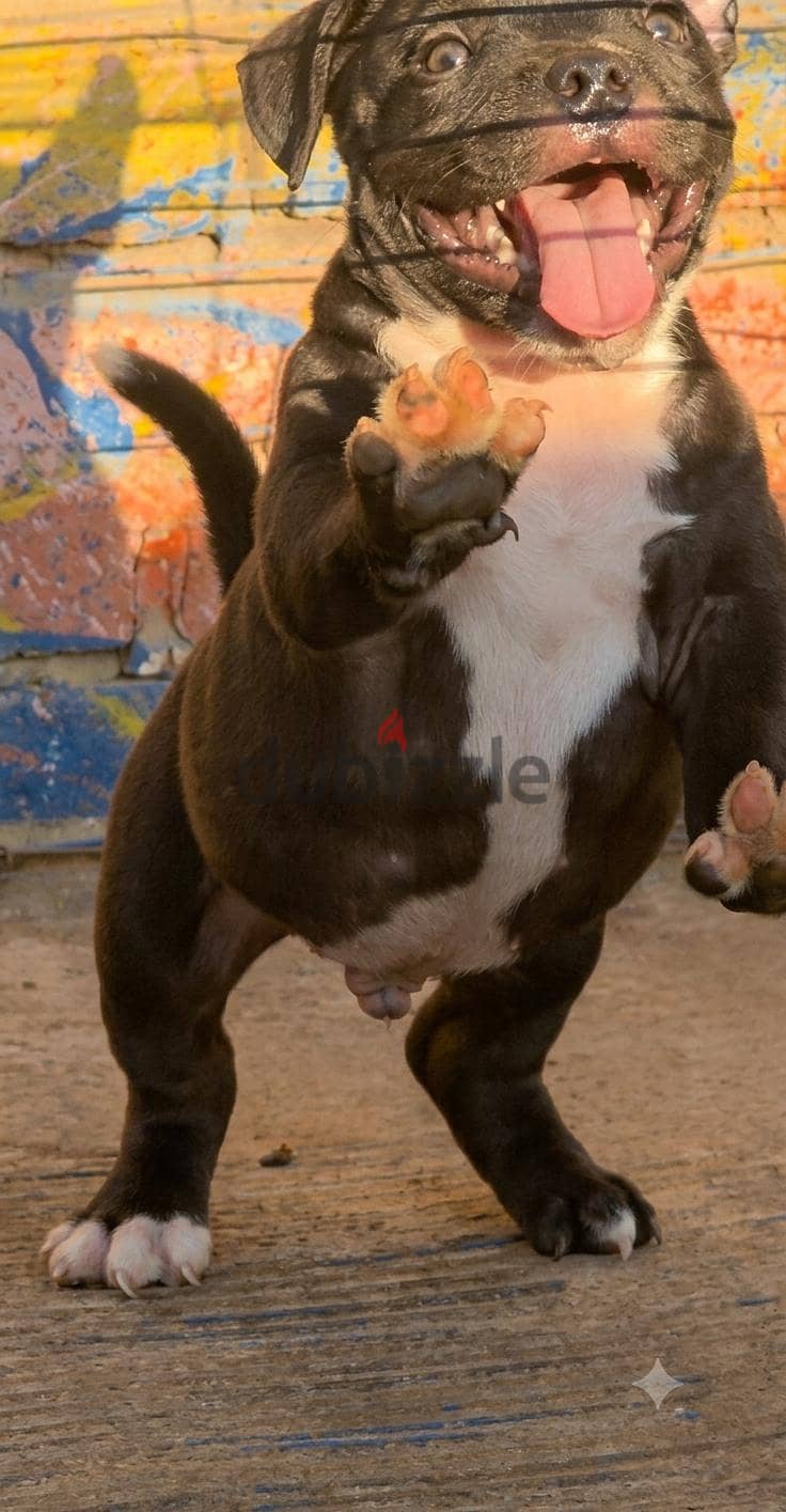 Available top quality male 4