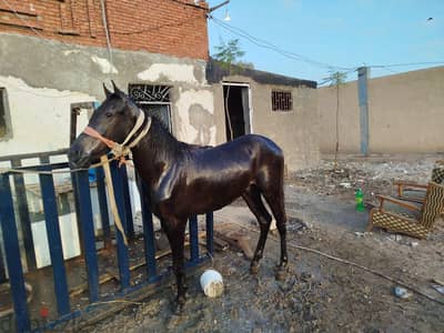 حصان مشاء الله تبارك الرحمن مواصفات هادئ جدا جدا جدا