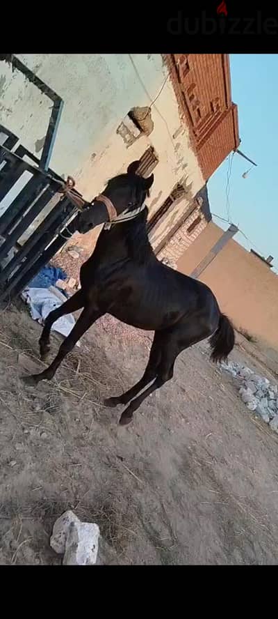 حصان مشاء الله تبارك الرحمن مواصفات هادئ جدا جدا جدا